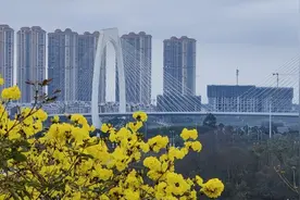 黄花风铃初露金黄，风起铃响花枝摇曳图片