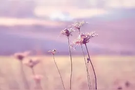 适合胎教的散文诗集锦图片