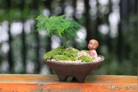 3款适合居家养护的盆景，造型别致满满的高级感，新手也能养好图片