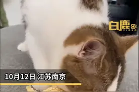 猫咪咳嗽半月自行叼走橘皮吃橘络，主人：橘络有止咳的功效图片