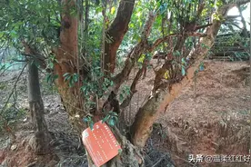 湖南发现了千年老柞木又名凿子树，还是国家濒危植物图片