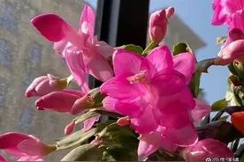 蟹爪兰怎么养才能开花不断？4个开花技巧，花期特长花量大图片
