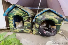 猫咪真香定律，上1秒“这个家有猫没我！”，下1秒“真香！”图片