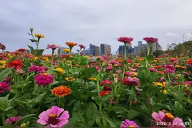 朱元璋要饭的故事图片