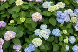 带花苞入手绣球花后，如何科学养护，才能尽快走出“缓苗期”！图片