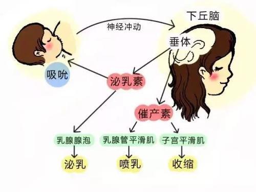 三个月了奶水不足还能追吗 2026年三个月奶水不够怎么样追奶