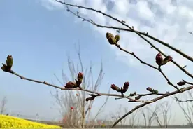 @九江人，赛城湖绿道樱花季主题活动来袭，带你解锁春日浪漫~图片