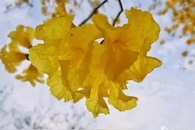 柳东新区超大的黄花风铃木花海开好了图片