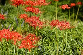 “中国郁金香”花开正当时，一起赏花吗？图片