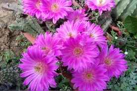 夏季养仙人球，记住这“2少1多”，就像“打激素”，花苞冒不停图片