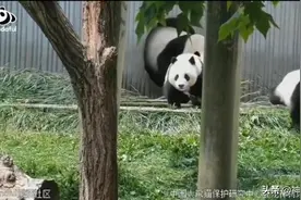 滚滚界“教科书式避险”！地震瞬间，大熊猫妈妈带幼崽冲出“住宅”图片