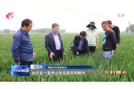 乡村振兴 | 谷雨麦抽穗 管理正当时图片