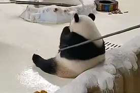 网暴大熊猫饲养员？病态饭圈请离国宝远点图片