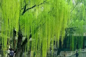 分享图片一漂亮的柳树图片