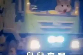 《鼠鼠来咯开卡车》图片