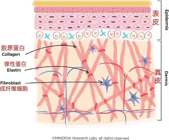 胶原蛋白肽怎么样 2026年夏茉拾光胶原蛋白肽怎么样