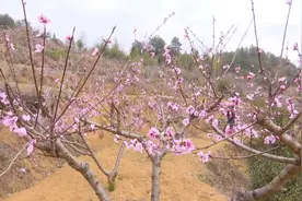 德化赤水镇：三月桃花开 果农管护忙图片