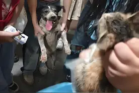 泪目！流浪狗双爪刨出血救被埋的流浪小猫，湖南消防：正式收编！图片
