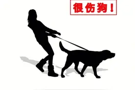 这些遛狗方式很伤狗，可能要狗命图片