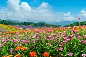 你可以永远相信南京花海的美好，到这8个地方，赴一场花事之约图片