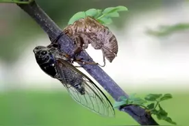 婴儿夜啼，蝉蜕来医图片