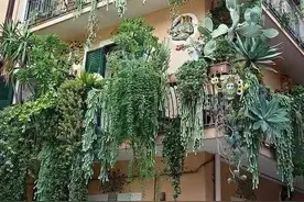 发现邻居做的“多肉花园”，那叫一个“惊艳”，给花友们瞧瞧图片