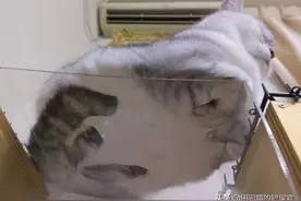 玻璃桌下的猫猫爪 谁会不爱呢图片