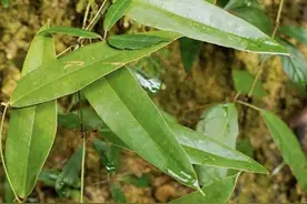 土茯苓是个宝，夏季用它煲汤特别好图片