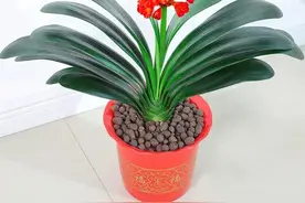 常见草本花卉：君子兰图片