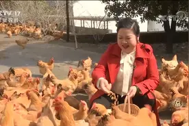 浙江女老板养“神鲜鸡”，最终卖出千万年收益，连鸡屎都是香的图片