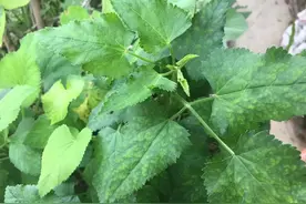 农村这种“鸭儿芹”，价值珍贵，现在是越来越难找了，你可见过？图片