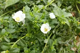 若在路旁发现这种小白花，赶紧采摘带回家，晒干用来泡茶喝作用大图片
