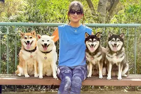 柴犬四姐妹拍集体照，然而白柴的画风，不按套路出牌啊！图片