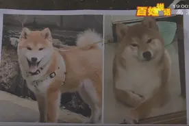 宠物狗在小区走丢后被邻居抱走，凌晨五点带上出租车图片
