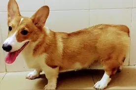 在惩罚柯基犬时，要掌握正确的惩罚方式，狗子就不敢犯错了图片