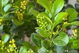 十大香花中米兰花详解图片