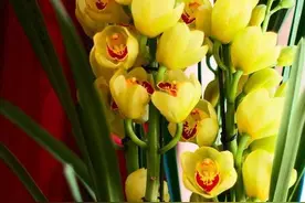 兰花的“这个”品种，花开朵大量多，价格又亲民！图片