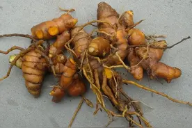 老妈在盆里埋下1块“黄姜”，8月时花开簇簇，比养啥观叶植物都好图片