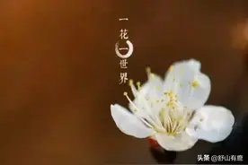 要知道，生命是一场虚空，无论是谁，“及时归去”是最好的结果图片