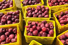 200万吨花牛苹果扎堆上市，为什么价格不到美国蛇果的十分之一？图片