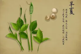 姜半夏、姜水半夏分不清？图片