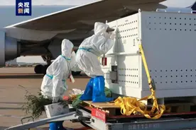 丫丫回国后的生活：从瘦骨嶙峋到圆润可爱，一只大熊猫的重生之旅图片