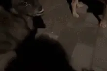 女生校内忽然晕倒，两只流浪狗用了一分钟将她唤醒，立了大功！图片