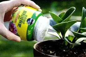 你的花适合地栽还是用盆栽，两者的区别你知道吗？图片