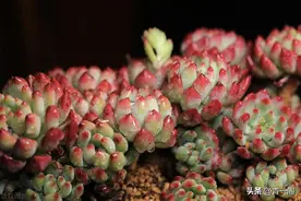 多肉叶片发软就是缺水吗？图片