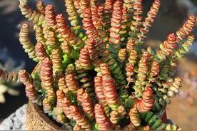 5种多肉植物最招财，家里养一盆，财运滚滚来图片