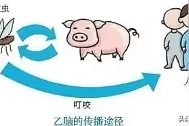 流行性乙型脑炎进入流行季！主要传播途径竟然是它图片