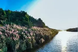赏芦苇、闻秋香，“醉美秋季”就在铜梁这条一日游路线图片