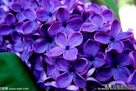 家乡紫丁香花开图片