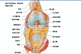 最全人体解剖学图谱分享，全系统学习！含3D透明人体解剖图图片